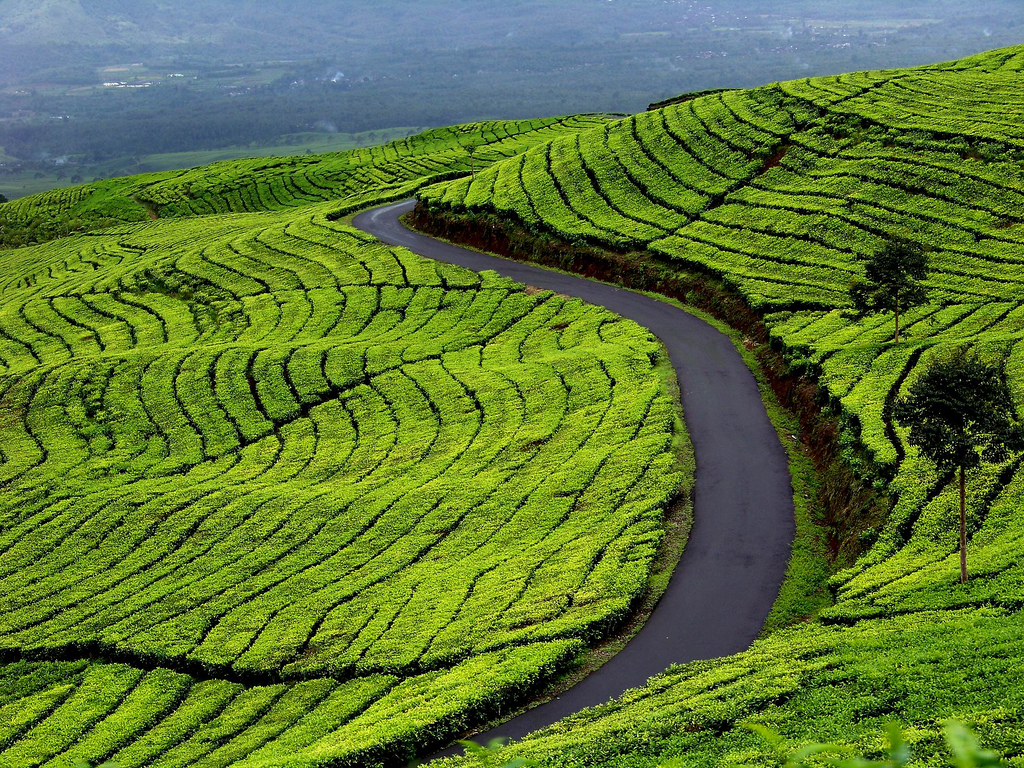 kebun teh solok 1